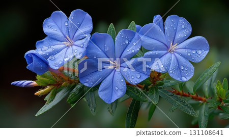 Delicate Blue Flowers with Raindrops on Green Leaves Captured in Nature's Beauty 131108641