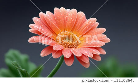 Vibrant Pink Flower with Water Droplets Against a Dark Background Showcasing Nature's Beauty and Detail 131108643