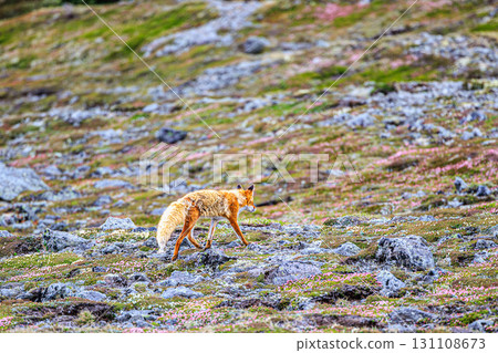 A red fox walking among alpine plants and rocky terrain A red fox walking among alpine plants and rocky terrain 131108673