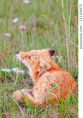 A young red fox relaxing in the grass 131108675