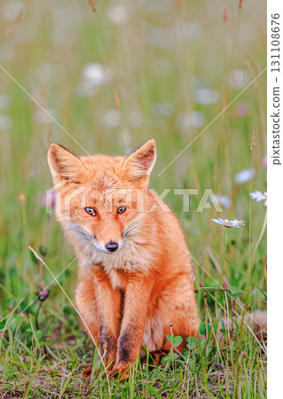 Adorable red fox surrounded by wildflowers 131108676