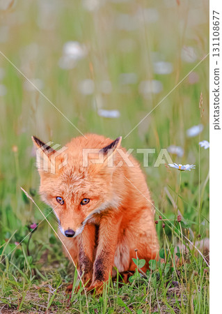 Portrait of a baby fox with a gentle gaze 131108677