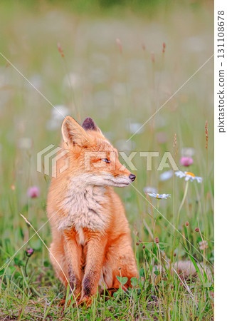 一隻小狐狸站在夏日草地上 131108678