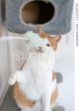 A cat playing with a toy Brown tiger white A cat playing with a toy Brown tiger white 131108720