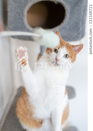 A cat playing with a toy Brown tiger white 131108721