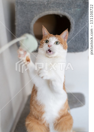 A cat playing with a toy Brown tiger white A cat playing with a toy Brown tiger white 131108722