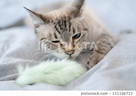 Cat playing with toys Cat playing with toys 131108723