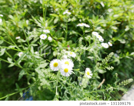 One-year fleabane 01 One-year fleabane 01 131109176