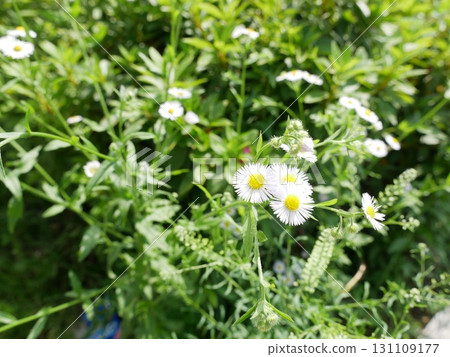 Annual fleabane 02 131109177