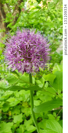 Close up of ornamental allium with a spherical purple flower head in a summer garden, representing natures geometry, elegance and vitality, ideal for floral and botanical themes. Close up of ornamental allium with a spherical purple flower head in a summer garden, representing natures geometry, elegance and vitality, ideal for floral and botanical themes. 131109334
