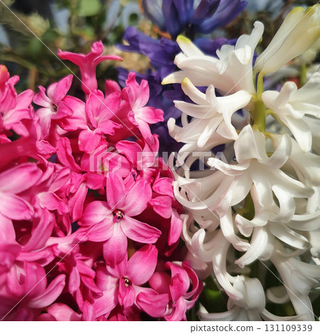 Colorful Hyacinthus orientalis flowers in pink, white, and purple hues blooming closely together, photographed indoors with soft light highlighting their delicate petals. Colorful Hyacinthus orientalis flowers in pink, white, and purple hues blooming closely together, photographed indoors with soft light highlighting their delicate petals. 131109339