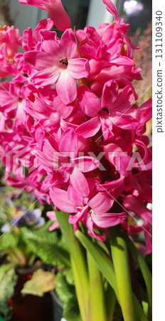 Pink Hyacinthus orientalis flowers blooming in clusters with delicate star-shaped petals, photographed indoors in daylight, close-up of ornamental spring bulb plant. Pink Hyacinthus orientalis flowers blooming in clusters with delicate star-shaped petals, photographed indoors in daylight, close-up of ornamental spring bulb plant. 131109340