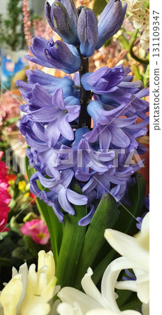 Blue Hyacinthus orientalis flowers with dense petals growing on tall stalk, photographed in natural light with blurred colorful background of other blooming plants. Blue Hyacinthus orientalis flowers with dense petals growing on tall stalk, photographed in natural light with blurred colorful background of other blooming plants. 131109347