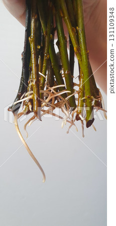 Close-up of fresh plant cuttings with young white roots sprouting from green stems, captured indoors as part of propagation process in horticulture and gardening. Close-up of fresh plant cuttings with young white roots sprouting from green stems, captured indoors as part of propagation process in horticulture and gardening. 131109348