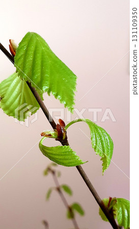 Fresh green leaves of birch tree (Betula) unfolding from spring buds, close-up macro shot against soft background, symbolizing seasonal growth and renewal. Fresh green leaves of birch tree (Betula) unfolding from spring buds, close-up macro shot against soft background, symbolizing seasonal growth and renewal. 131109350