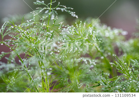 Closeup of fresh dill with water drops after spraying. Greens on terrace. Home grown organic herbs. Closeup of fresh dill with water drops after spraying. Greens on terrace. Home grown organic herbs. 131109534