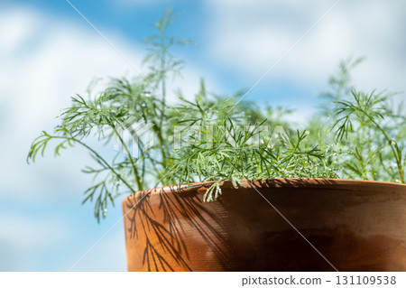 Closeup of fresh dill with water drops after spraying. Greens on terrace. Home grown organic herbs. 131109538