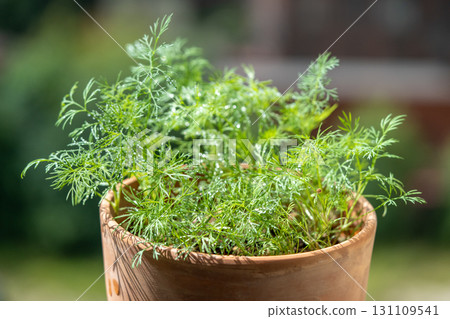 Organic herbs growing at home. Fresh green dill growing in clay pot on balcony. Grow seedlings Organic herbs growing at home. Fresh green dill growing in clay pot on balcony. Grow seedlings 131109541