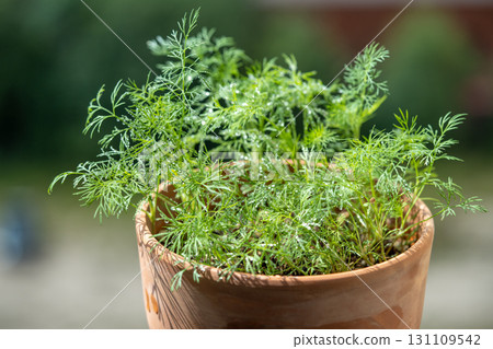 Organic herbs growing at home. Fresh green dill growing in clay pot on balcony. Grow seedlings Organic herbs growing at home. Fresh green dill growing in clay pot on balcony. Grow seedlings 131109542