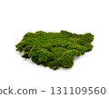 Green moss isolated on white background. Nature background. 131109560