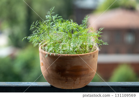 Organic herbs growing at home. Fresh green dill growing in clay pot on balcony. Grow seedlings 131109569