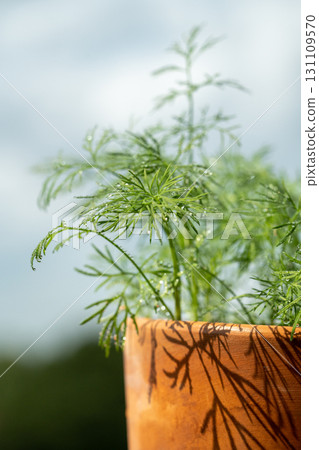 Closeup of fresh dill with water drops after spraying. Greens on terrace. Home grown organic herbs. 131109570
