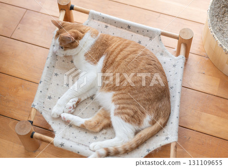 Cat lying down and relaxing Brown tabby and white Cat lying down and relaxing Brown tabby and white 131109655