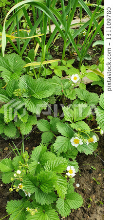 Strawberry plants with small white blossoms and green leaves in a garden bed, symbolizing freshness, growth and the promise of summer berries, ideal for farming, gardening and nature themes. Strawberry plants with small white blossoms and green leaves in a garden bed, symbolizing freshness, growth and the promise of summer berries, ideal for farming, gardening and nature themes. 131109780