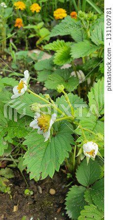 Strawberry bushes with white blossoms and green foliage growing in a garden bed, symbolizing harvest, fertility and summer abundance, perfect for agriculture, gardening and natural concepts. Strawberry bushes with white blossoms and green foliage growing in a garden bed, symbolizing harvest, fertility and summer abundance, perfect for agriculture, gardening and natural concepts. 131109781