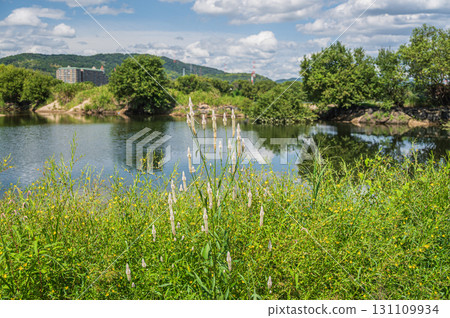 Riverbank where lilies bloom, Yodo River, Hirakata City, Osaka Prefecture Riverbank where lilies bloom, Yodo River, Hirakata City, Osaka Prefecture 131109934