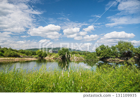 Riverbank where lilies bloom, Yodo River, Hirakata City, Osaka Prefecture Riverbank where lilies bloom, Yodo River, Hirakata City, Osaka Prefecture 131109935
