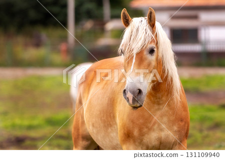 Brown horse portrait on farm background 131109940