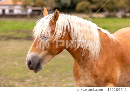 Brown horse portrait on nature background Brown horse portrait on nature background 131109941