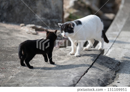 Parent and child of a cat snuggling up Parent and child of a cat snuggling up 131109951