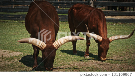 Large Cattle Grazing on Lush Green Pasture Under Sunlight 131109967