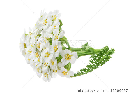 fresh yarrow flowers isolated on white background 131109997