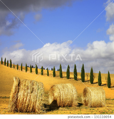 golden hills of Tuscany. Italian landscapes 131110054
