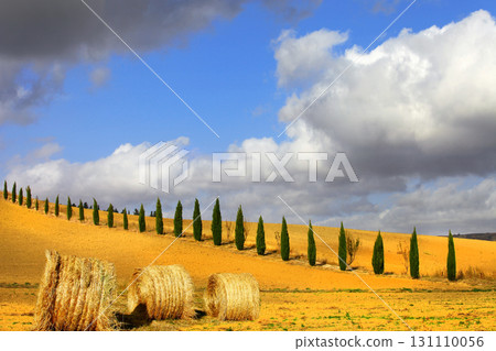 golden hills of Tuscany. Italian landscapes golden hills of Tuscany. Italian landscapes 131110056