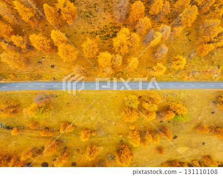 Straight road and autumn trees. Road in the middle of the forest and field. Autumn landscape 131110108