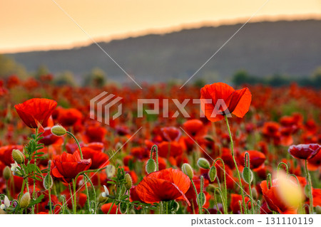 red poppies in the field. background image for remembrance or anzac day. beautiful countryside scenery with flowers at sunset. selective focus red poppies in the field. background image for remembrance or anzac day. beautiful countryside scenery with flowers at sunset. selective focus 131110119
