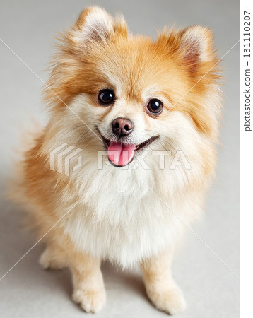 Pomeranian dog looking up with happy expression 131110207