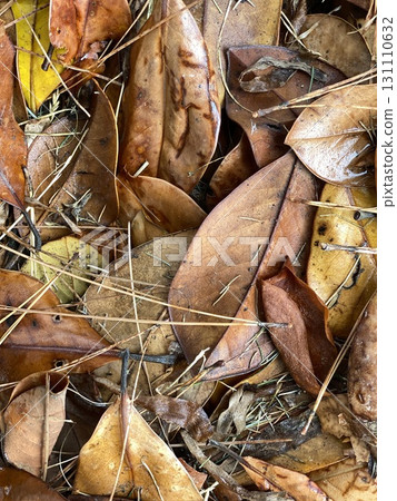 Autumn leaves and pine needles create natural textured background with earthy tones 131110632