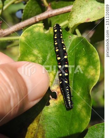 The larvae of the small starling moth attached to the leaves of the food plant, Aotsuzurafuji. 131110889