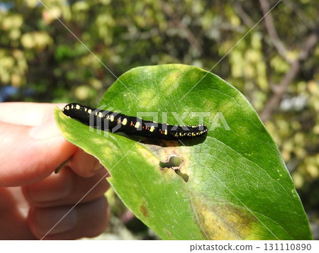 The larvae of the small starling moth attached to the leaves of the food plant, Aotsuzurafuji. 131110890