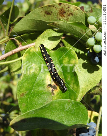 The larvae of the small starling moth attached to the leaves of the food plant, Aotsuzurafuji. 131110891