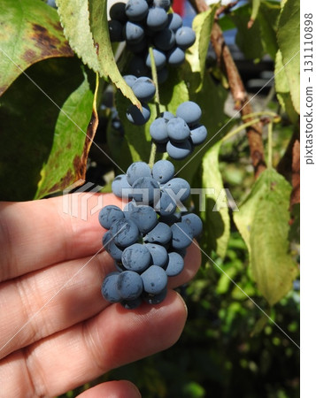 The fruit of the climbing plant "Aotsuzurafuji" that grows in summer 131110898