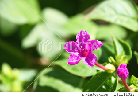 Oshiribana(白麵粉) Oshiribana(白麵粉) 131111022