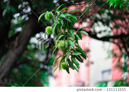 Edible chestnuts on young chestnut tree on plantation, with shell Edible chestnuts on young chestnut tree on plantation, with shell 131111035