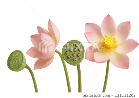 Mid autumn festival lotus flowers and seed pods isolated on white Mid autumn festival lotus flowers and seed pods isolated on white 131111202