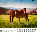 Horse  131111237